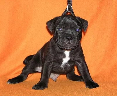 Stafordšírský bulteriér-prodám štěňata