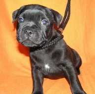 Stafordšírský bulteriér-prodám štěňata