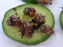 šnek achatina reticulata