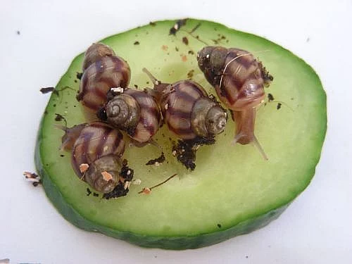 šnek achatina reticulata