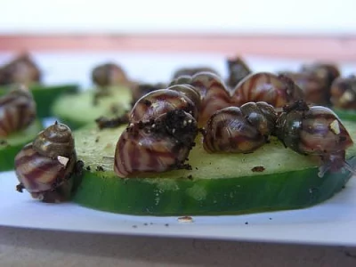 šnek achatina reticulata