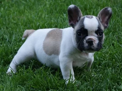 Francouzský buldoček 