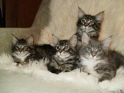 Mainská mývalí koťata bez PP