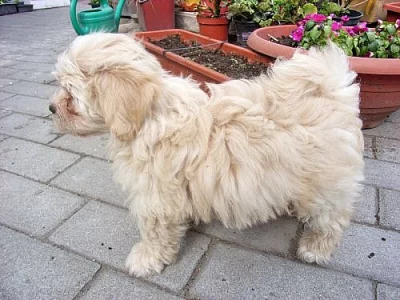 Bišonek-havanský psík