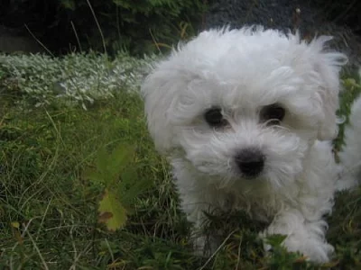 Štěňátka bílého boloňského psíka s PP