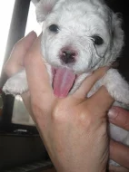 Štěňátka bílého boloňského psíka s PP