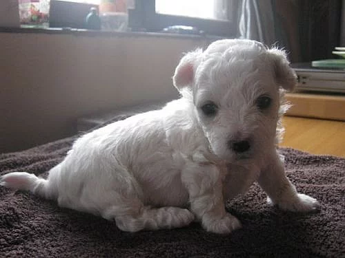 Štěňátka bílého boloňského psíka s PP