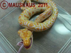 Python molurus bivittatus ALBINO