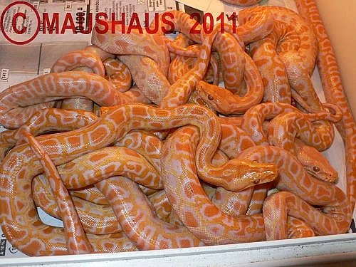 Python molurus bivittatus ALBINO