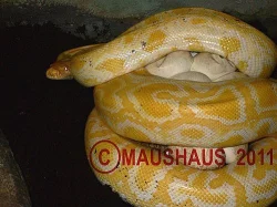 Python molurus bivittatus ALBINO