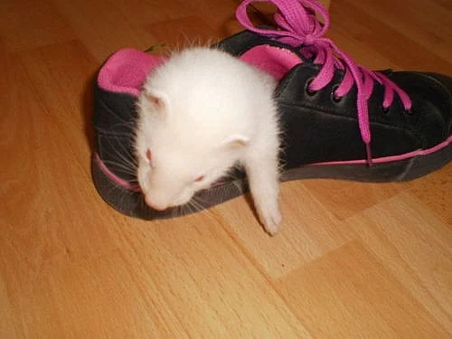 Fretka Brno - prodej fretek z Brna