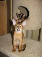 Habešského divoce zbarveného kocourka s PP