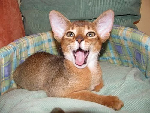 Habešského divoce zbarveného kocourka s PP