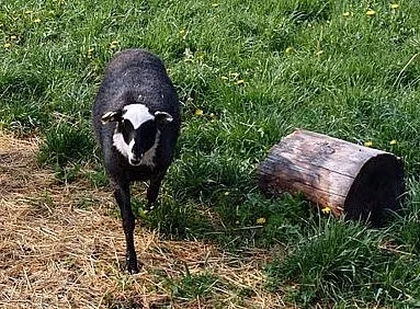 prodám jehničku ovce romanovské 