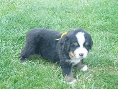 Berský salašnický pes - štěňata s PP