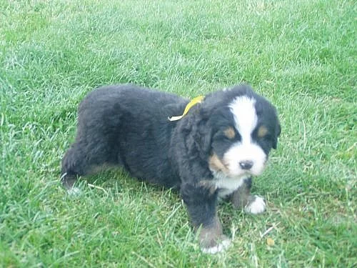 Berský salašnický pes - štěňata s PP