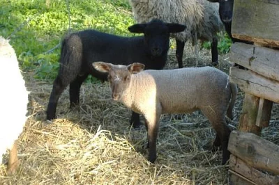 prodám dva beránky