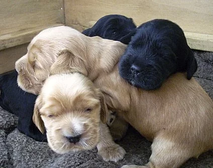 Štěňata anglického kokršpaněla s PP