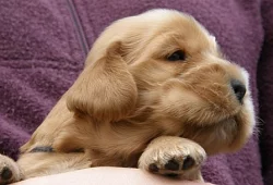 Štěňata anglického kokršpaněla s PP