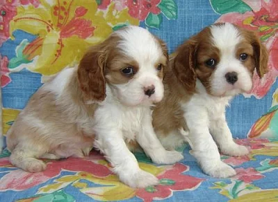 Kavalír King Charles španěl