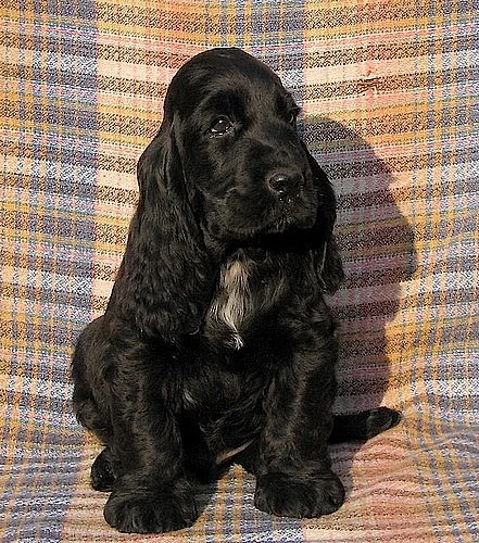 Anglický kokršpaněl