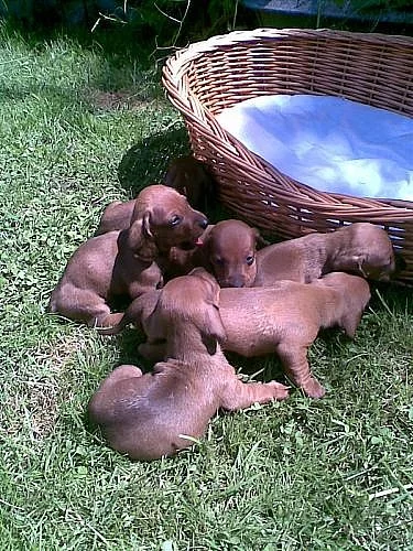 Jezevčík hladkosrstý