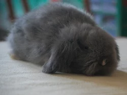 Hodní Teddy Beránci