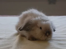 Hodní Teddy Beránci