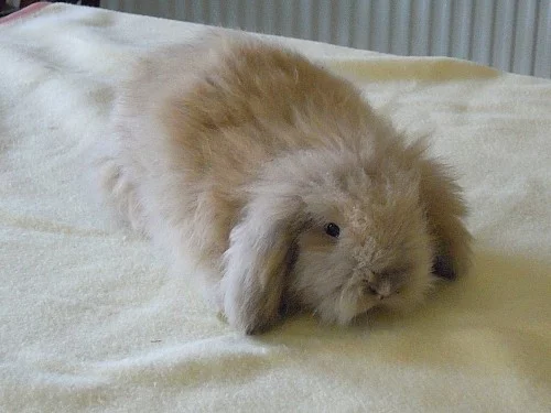 Hodní Teddy Beránci