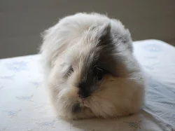 Zakrslý Teddy králíček, apricot