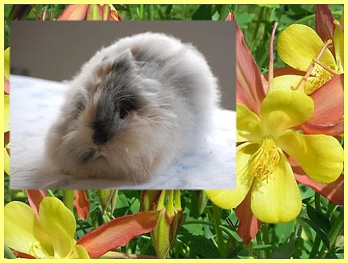 Zakrslý Teddy králíček, apricot