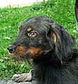 Hledáme domov pro pejska Zorinka