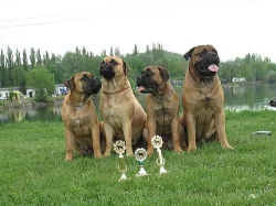 Bullmastiff s PP