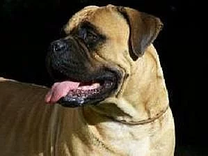 Bullmastiff s PP