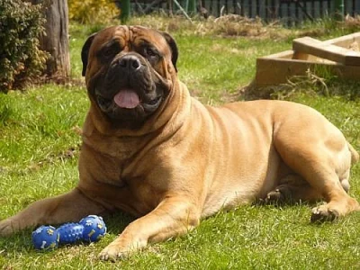 Bullmastiff s PP