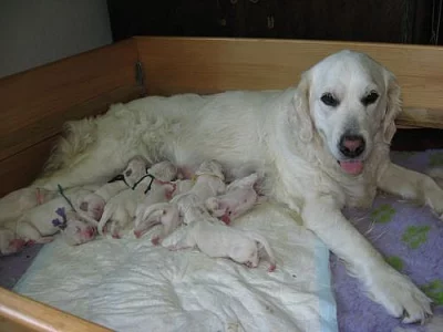 Štěňata zlatýho retrívra