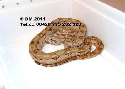 Boa constrictor imperator Cancun 