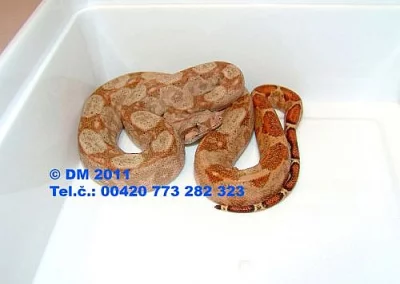 Boa constrictor imperator Hog Island Boa