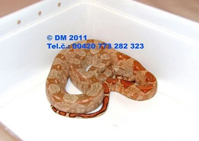 Boa constrictor imperator Hog Island Boa