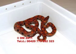 Epicrates cenchria cenchria