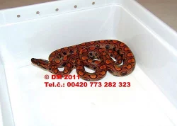 Epicrates cenchria cenchria