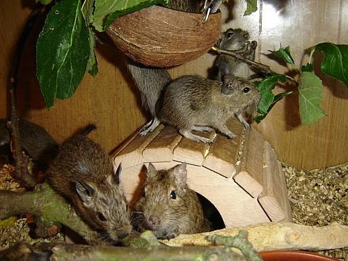 Osmák degu