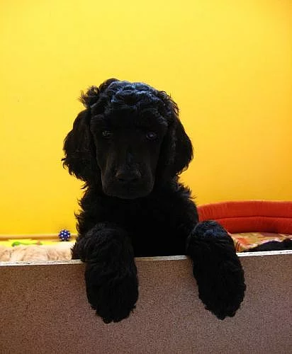 Prodám štěně- fenku královského pudla s PP