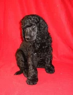 Prodám štěně- fenku královského pudla s PP