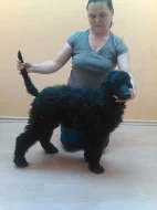 Prodám štěně- fenku královského pudla s PP