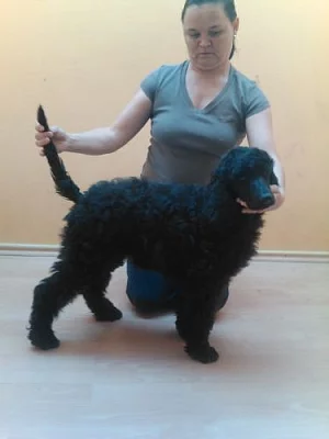 Prodám štěně- fenku královského pudla s PP