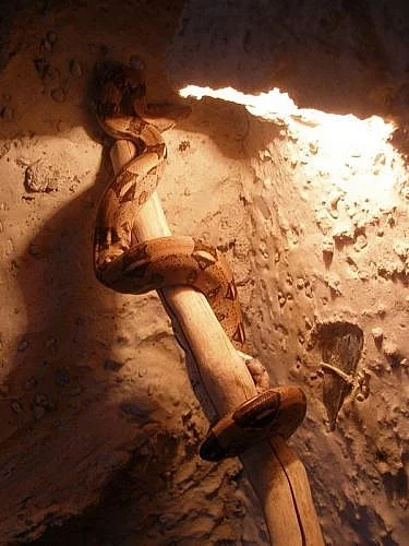 Hroznýš královský s teráriem