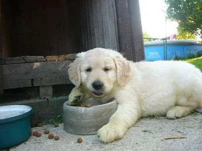 Zlatý retrívr - štěňátka bez PP