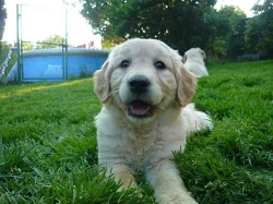 Zlatý retrívr - štěňátka bez PP