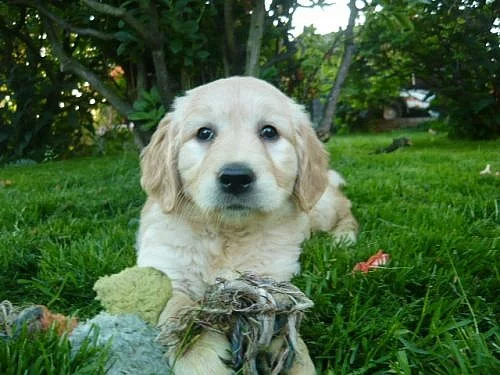 Zlatý retrívr - štěňátka bez PP